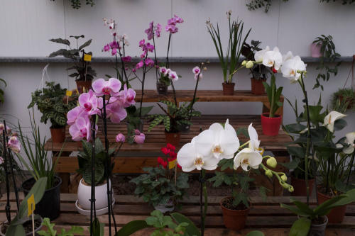 חממת-הסחלבים-מעלה-החמישה--סחלבים-למכירה