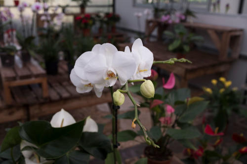 סחלב-בחממת-הסחלקים